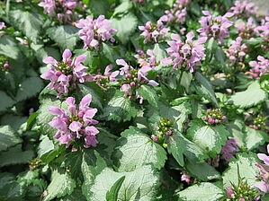 Impossible d'afficher l'image