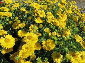 Impossible d'afficher l'image