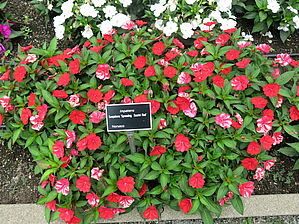 Impossible d'afficher l'image