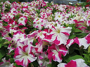Petunia 'Success Rose Star' Impossible d'afficher l'image