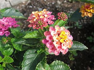 Impossible d'afficher l'image