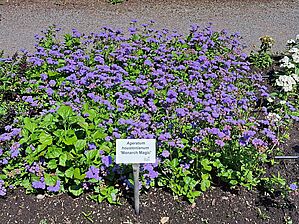 Ageratum 'Monarch Magic' Impossible d'afficher l'image