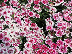 Impossible d'afficher l'image