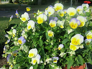 Viola 'Cool Wave Blueberry Swirl' Impossible d'afficher l'image