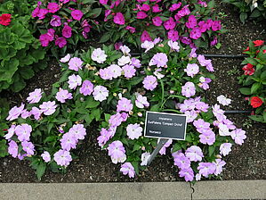 Impossible d'afficher l'image