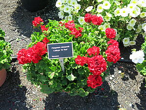 Impossible d'afficher l'image