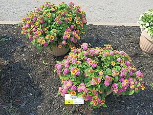 Impossible d'afficher l'image