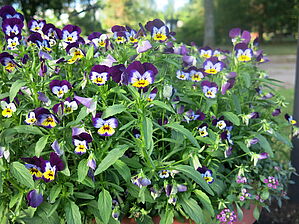 Impossible d'afficher l'image