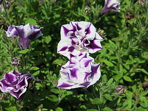 Petunia Double Stuff 'Violet Star' Impossible d'afficher l'image