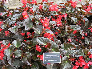 Begonia 'Megawatt Red Bronze Leaf' Impossible to display the image