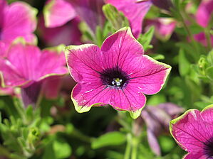 Petunia Tea 'Purple Green Edge' Impossible d'afficher l'image