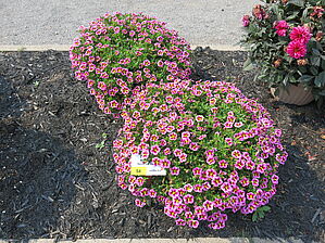 Impossible d'afficher l'image