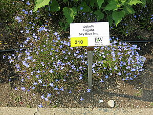 Impossible d'afficher l'image