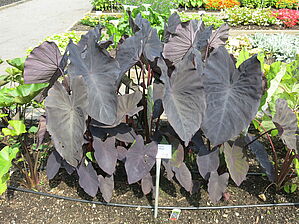 Impossible d'afficher l'image