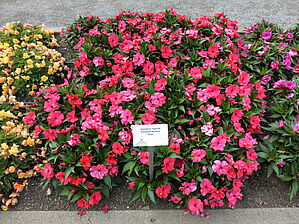 Impossible d'afficher l'image