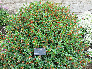 Impossible d'afficher l'image