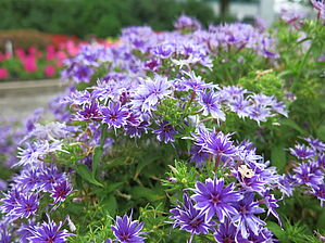 Phlox (Pot) Popstars 'Deep Blue' Impossible d'afficher l'image