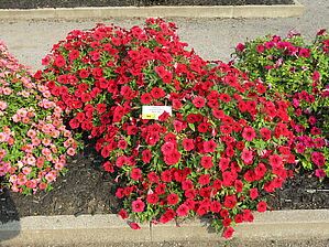 Petunia Constellation 'Red Sky' Impossible d'afficher l'image