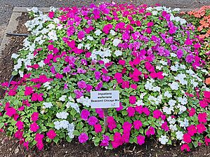 Impossible d'afficher l'image