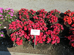 Impossible d'afficher l'image