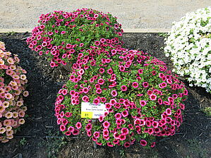 Impossible d'afficher l'image