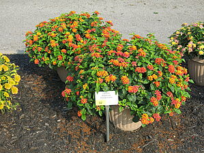 Impossible d'afficher l'image