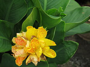 Impossible d'afficher l'image