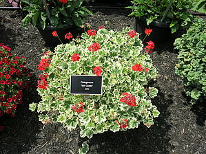 Impossible d'afficher l'image