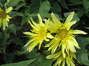 Impossible d'afficher l'image