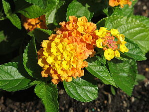 Impossible d'afficher l'image