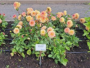 Impossible to display the image