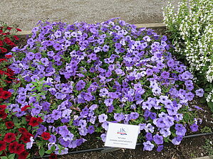 Impossible d'afficher l'image