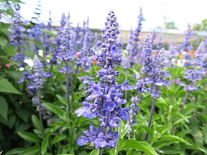 Salvia 'Unplugged So Blue' Impossible d'afficher l'image