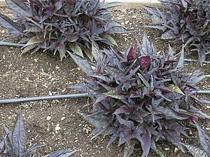 Impossible d'afficher l'image