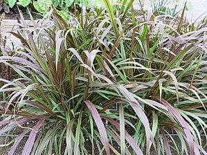 Impossible d'afficher l'image