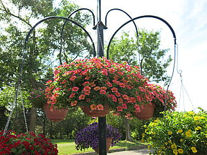 Calibrachoa 'Superbells Tropical Sunrise' Impossible to display the image