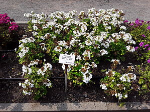 Impossible d'afficher l'image