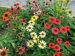 Impossible d'afficher l'image