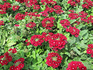Verbena 'Superbena Royale Romance' Impossible d'afficher l'image