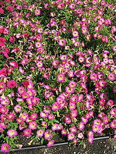 Impossible d'afficher l'image