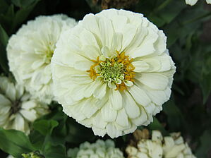 Zinnia 'Zesty White' Impossible d'afficher l'image
