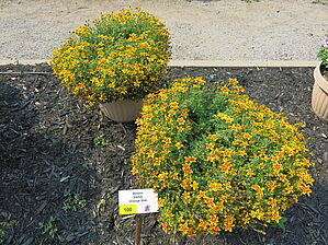 Bidens Stellar 'Orange Star' Impossible to display the image
