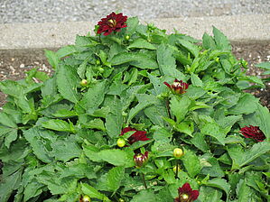 Impossible d'afficher l'image