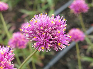 Impossible d'afficher l'image