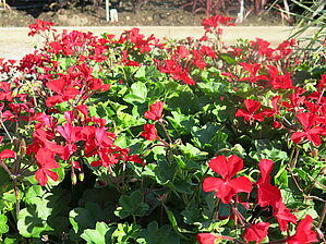 Impossible d'afficher l'image