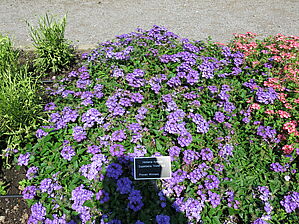 Verbena 'Superbena Violet Ice' Impossible d'afficher l'image