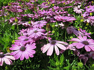 Impossible d'afficher l'image