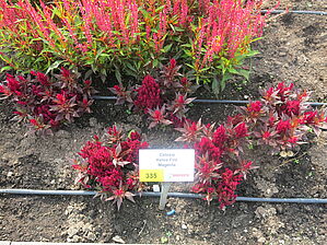 Impossible d'afficher l'image