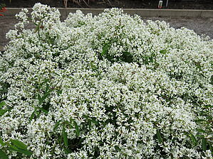 Impossible d'afficher l'image