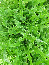 Impossible d'afficher l'image